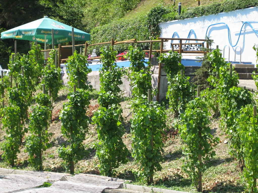Landhotel Weinhaus Treis Weinähr Екстериор снимка